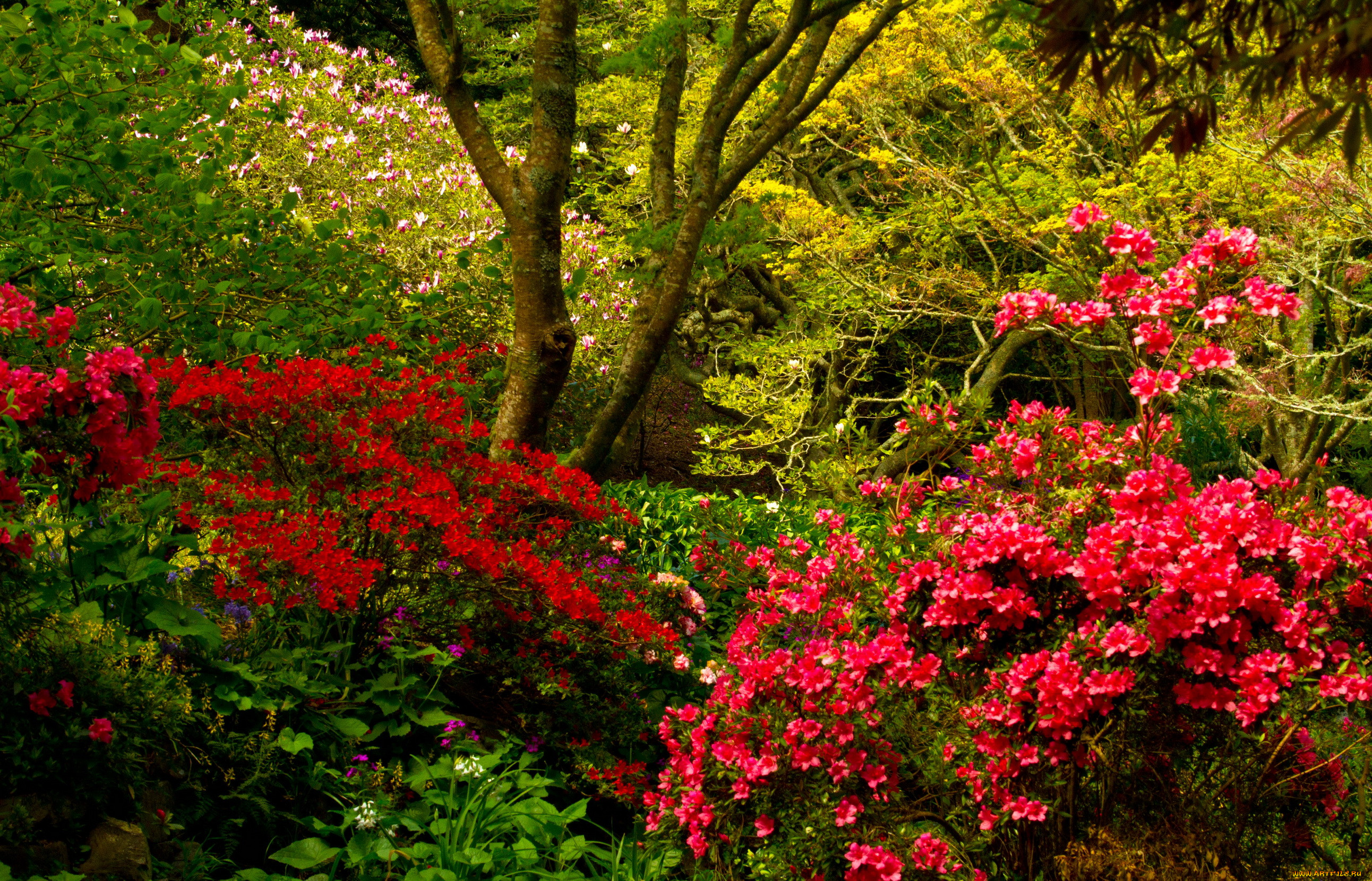 wellington botanical garden   , , , wellington, botanical, garden, , , , , 